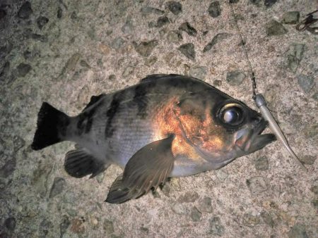 朝マズメ短時間釣行